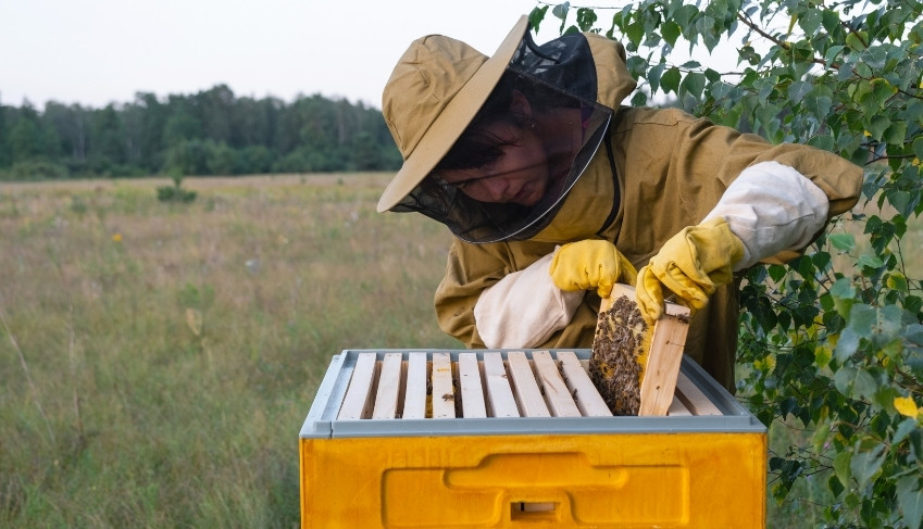 arılar neden önemlidir