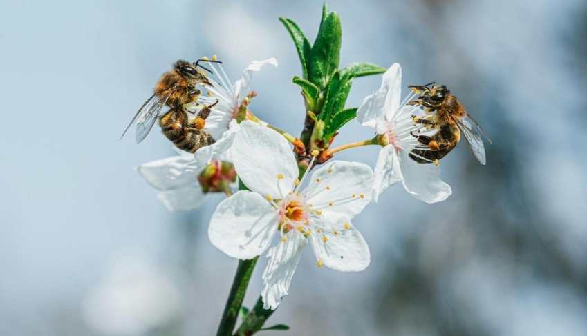 arılar neden önemlidir